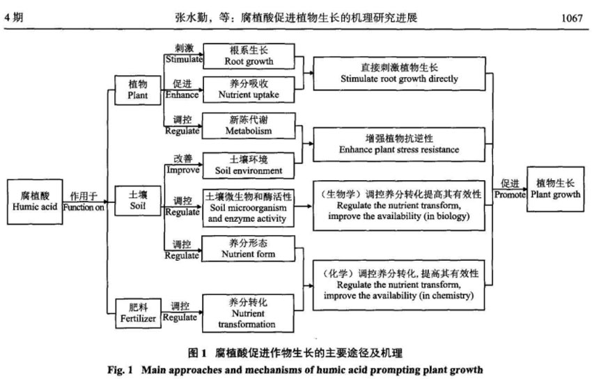 短篇幅講解腐植酸對農(nóng)作物的作用原理